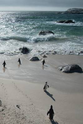 Alive! Little Penguin Friends - Natural and Shiny - Photo Art Notebooks (6 X 9 Series) (Paperback)