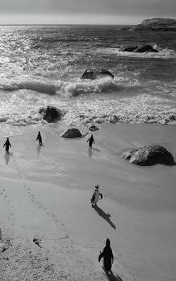 Alive! Little Penguin Friends - Black and White - Photo Art Notebooks (5 X 8 Series) (Paperback)