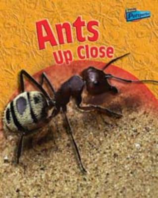 Minibeasts Up Close: Pack A of 5 - Raintree Perspectives: Minibeasts Up Close (Paperback)