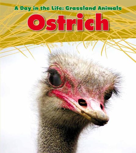 Ostrich - Read and Learn: A Day in the Life: Grassland Animals (Paperback)