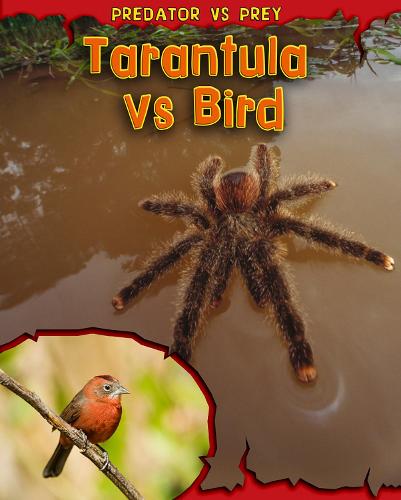 Tarantula vs Bird - Read Me!: Predator vs Prey (Paperback)
