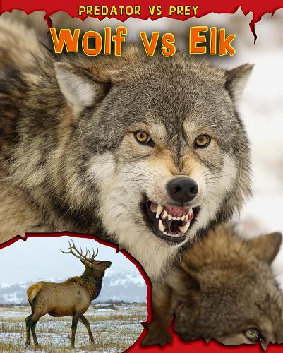 Wolf vs Elk - Read Me!: Predator vs Prey (Paperback)