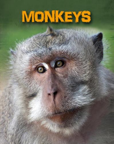 Monkeys - InfoSearch: Living in the Wild: Primates (Paperback)