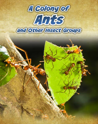 A Colony of Ants: and Other Insect Groups - InfoSearch: Animals in Groups (Hardback)