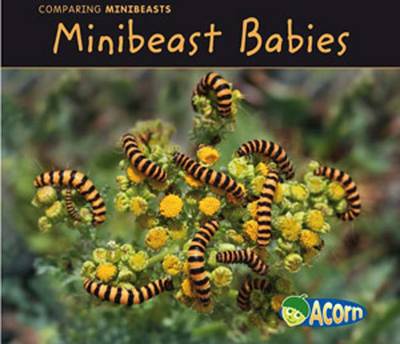 Minibeast Babies - Acorn: Comparing Minibeasts (Hardback)