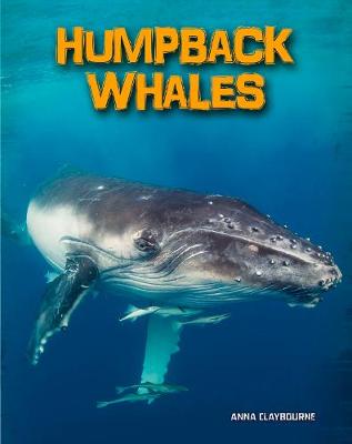 Humpback Whales - InfoSearch: Living in the Wild: Sea Mammals (Hardback)