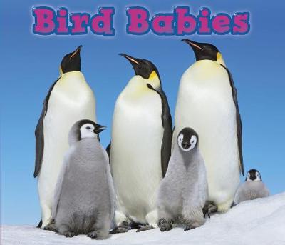 Bird Babies - Acorn: Animal Babies (Hardback)