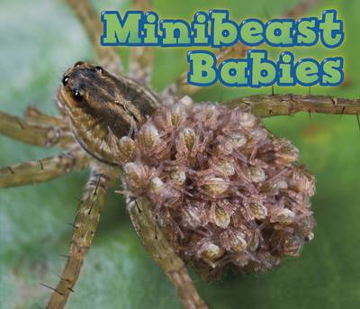 Minibeast Babies - Acorn: Animal Babies (Paperback)