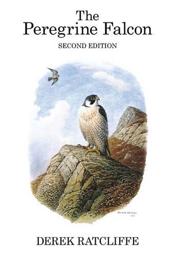 The Peregrine Falcon - Poyser Monographs (Hardback)