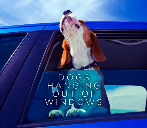 Dogs Hanging Out Of Windows (Hardback)