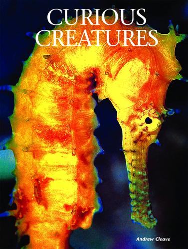 Curious Creatures - Creatures of the Ocean (Hardback)