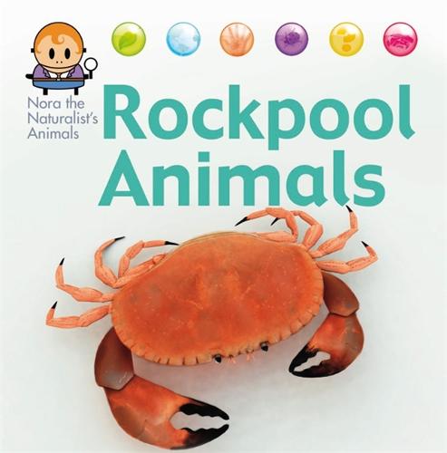 Nora the Naturalist's Animals: Rock Pool Animals - Nora the Naturalist's Animals (Hardback)
