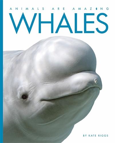 Animals Are Amazing: Whales - Animals Are Amazing (Hardback)