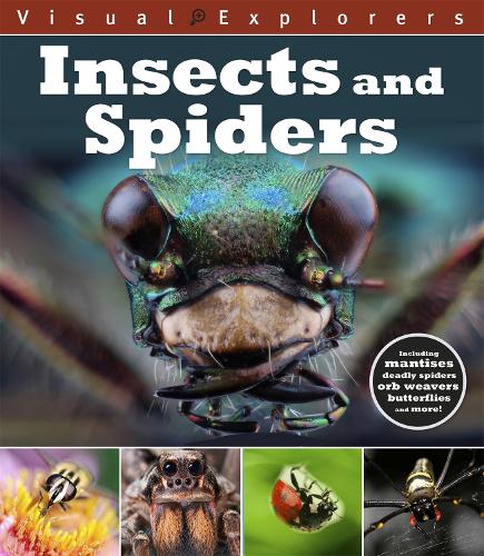 Visual Explorers: Insects and Spiders - Visual Explorers (Paperback)
