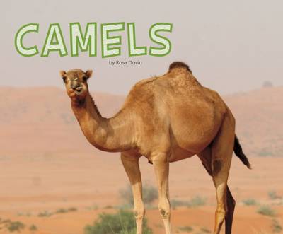Meet Desert Animals Pack A of 4 by Rose Davin | Waterstones Meet Desert Animals Pack A of 4 by Rose Davin | Waterstones