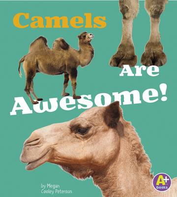 Camels Are Awesome! - Awesome Asian Animals (Paperback)