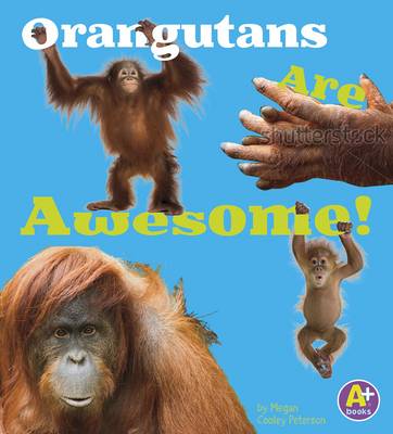 Orangutans are Awesome (Awesome Asian Animals) (Paperback)