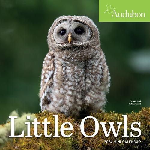 Audubon Little Owls Mini Wall Calendar 2025 by Workman Calendars