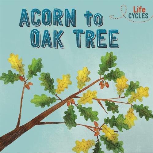 Life Cycles: Acorn to Oak Tree - Life Cycles (Paperback)