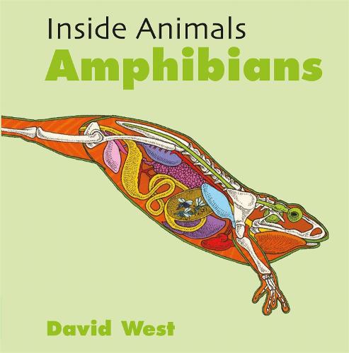 Inside Animals: Amphibians - Inside Animals (Hardback)