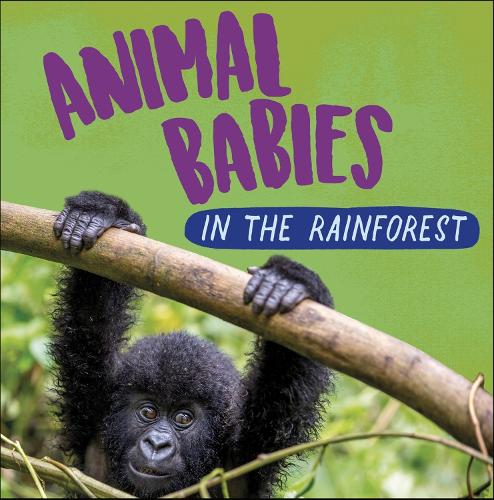 Animal Babies: In the Rainforest - Animal Babies (Hardback)