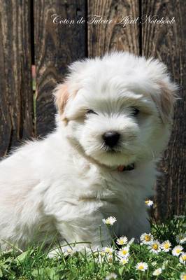 Coton de Tulear April Notebook Coton de Tulear Record, Log, Diary, Special Memories, To Do List, Academic Notepad, Scrapbook & More (Paperback)