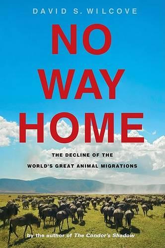 No Way Home: The Decline of the World's Great Animal Migrations (Hardback)