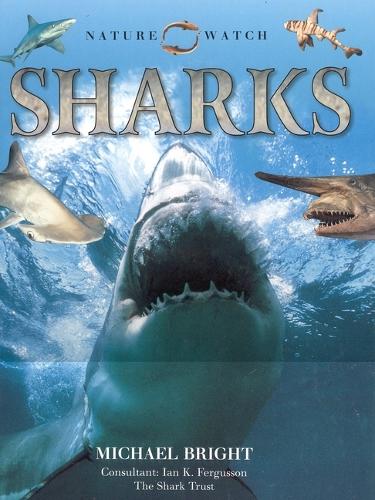 Sharks - Our Wild World (Paperback)