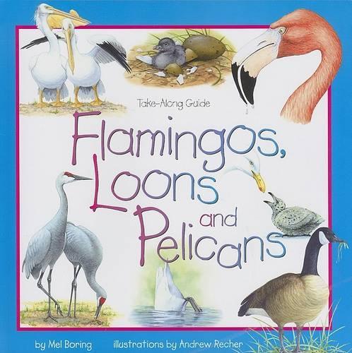 Flamingos, Loons & Pelicans - Take Along Guides (Paperback)