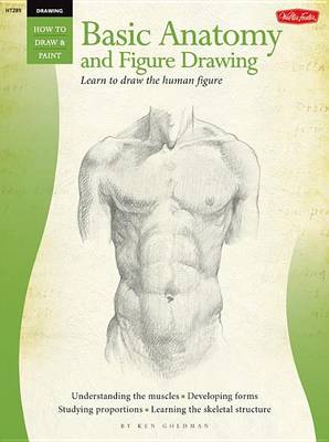Drawing: Basic Anatomy and Figure Drawing: Learn to Draw the Human Figure (Paperback)