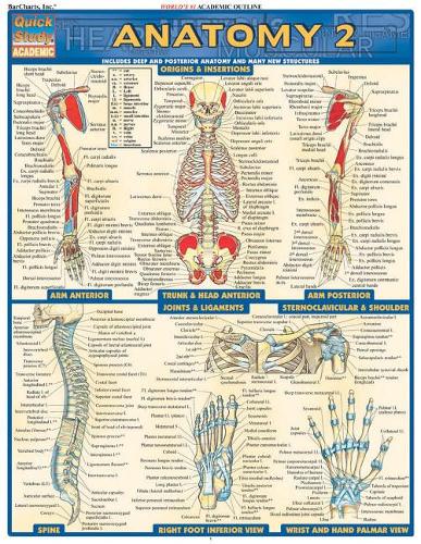 Anatomy 2 - Reference Guide (8.5 x 11): a QuickStudy Reference Tool