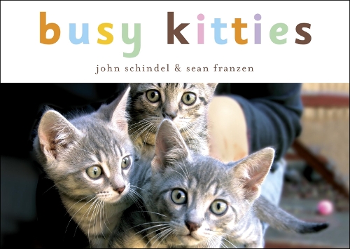 Busy Kitties - Busy Animals (Board book)