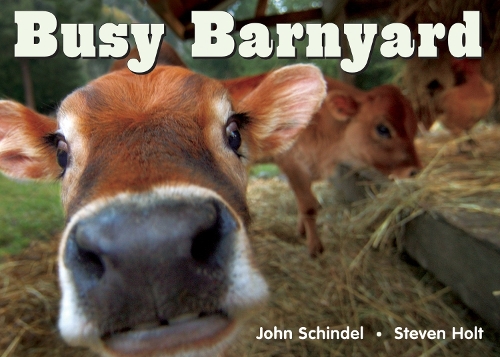 Busy Barnyard (Board book)