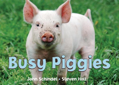 Busy Piggies (Board book)