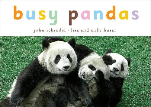 Busy Pandas - A Busy Book (Board book)