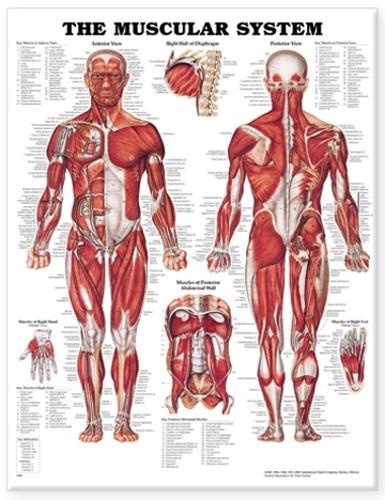 The Muscular System Anatomical Chart (Wallchart)