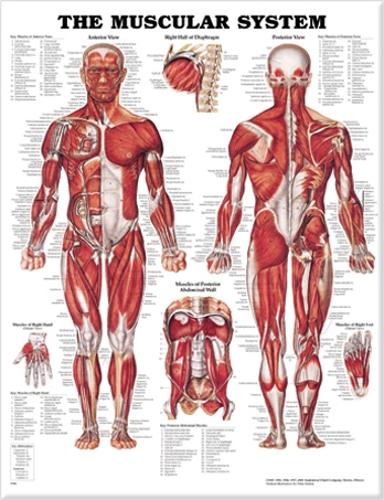 The Muscular System Anatomical Chart (Wallchart)