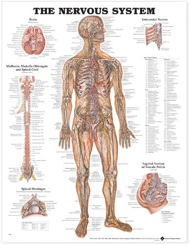 The Nervous System Anatomical Chart (Wallchart)