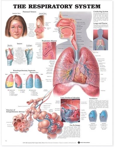 The Respiratory System Anatomical Chart (Wallchart)