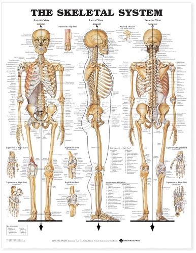 The Skeletal System Anatomical Chart (Wallchart)