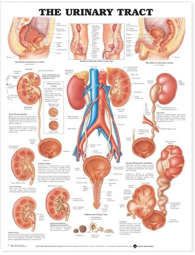 The Urinary Tract Anatomical Chart (Wallchart)