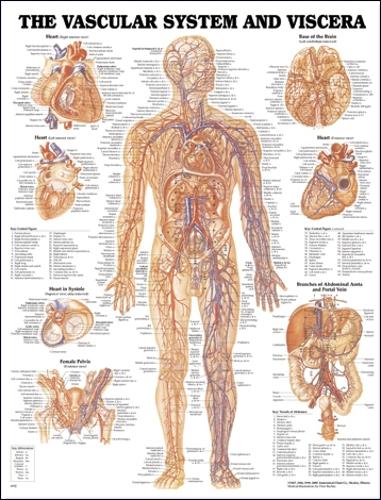 Vascular System and Viscera Anatomical Chart (Wallchart)