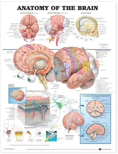 Anatomy of the Brain Anatomical Chart (Wallchart)