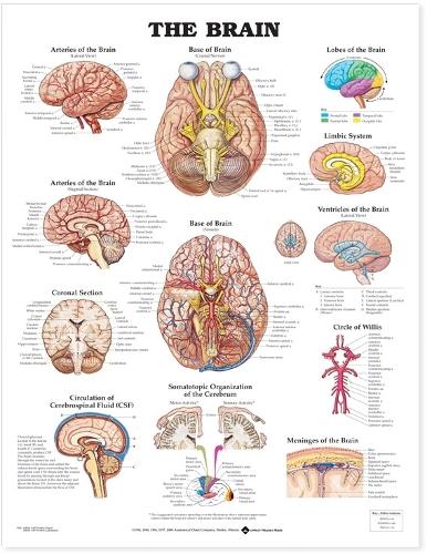 The Brain Anatomical Chart (Wallchart)