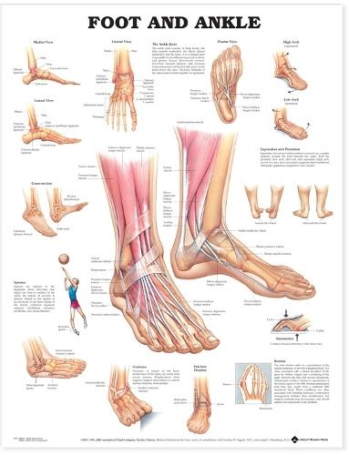 Foot and Ankle Anatomical Chart (Wallchart)