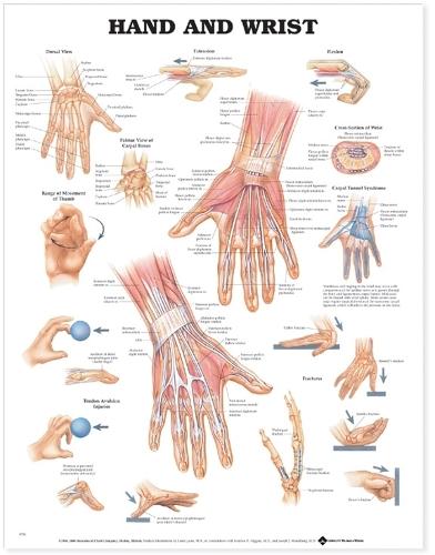 Hand and Wrist Anatomical Chart (Wallchart)