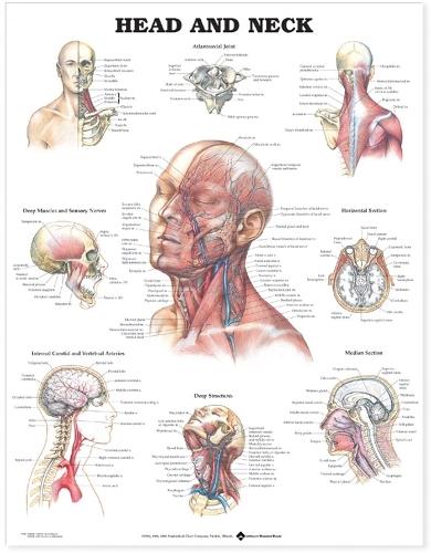 Head and Neck Anatomical Chart (Wallchart)