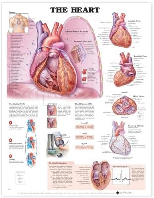 The Heart Anatomical Chart (Wallchart)