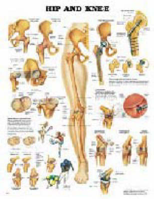 Hip and Knee (Wallchart)
