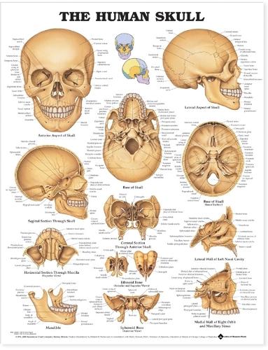 The Human Skull Anatomical Chart (Wallchart)